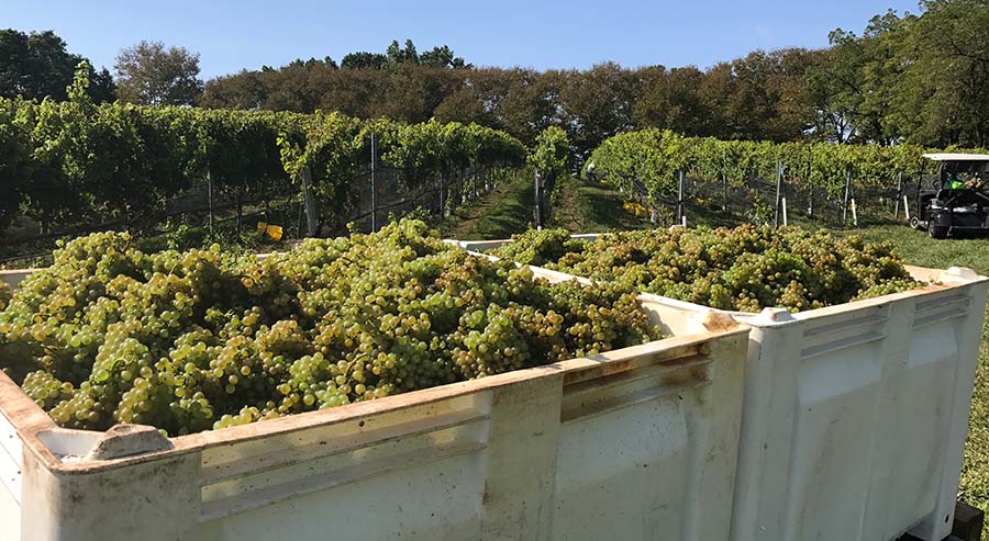 white grapes in bins